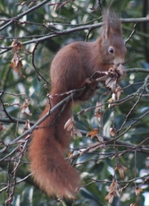 Eichhörnchen-1.jpg